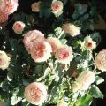 Les Roses parfumées