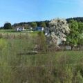 Frühling 2014   in Aesch ZH