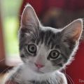 The cat Fister