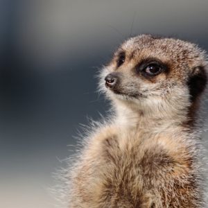 Dierenrijk Febr 2018