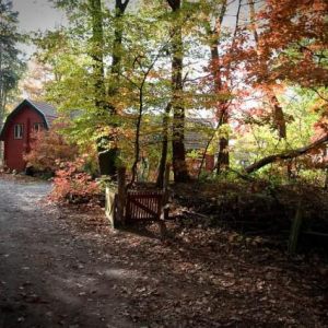 The autumn leaves