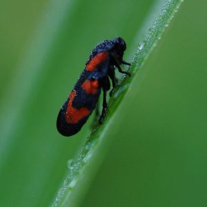 insecten
