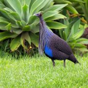 Birds of Eden Sanctuary