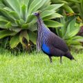 Birds of Eden Sanctuary