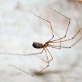 Insectes