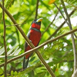 Thaïlande Oiseaux Birds Of Thailand
