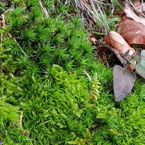 Farne, Moose, Pilze, Flechten in der Natur
