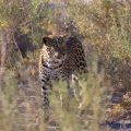 Etosha National Park - Namibia (Part II)
