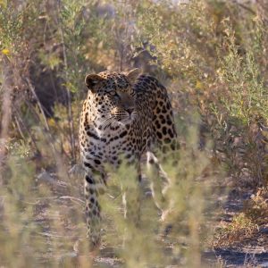 Etosha National Park - Namibia (Part II)