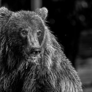 Black and White selected photos