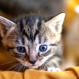 Kittens