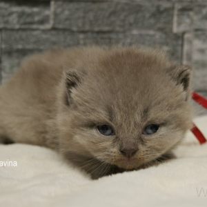2-4-2026 Week 4 Gioya