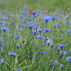 Balade dans les champs