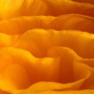 Animals and Flowers