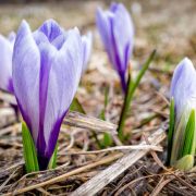 Early spring heralds