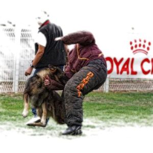 Championnat régional canin de RING III 2012