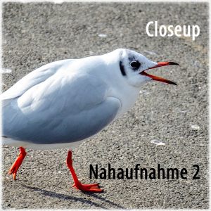 Nahaufnahme - Closeup -2-