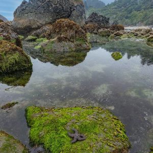 Some Sea Stars