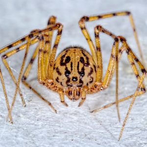 Arthropods of a Suburban Yard and House