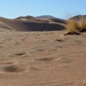 SOIF DE DESERT