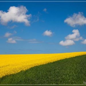 Côte d'Opale - In the field