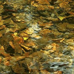 waterschap