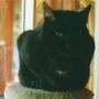 blackpaw