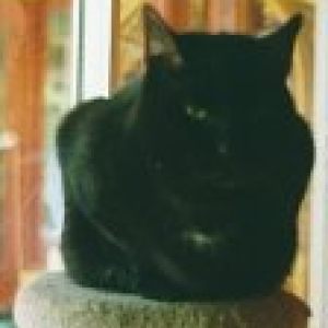 blackpaw